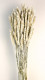 TRIGO FLO BLANCO