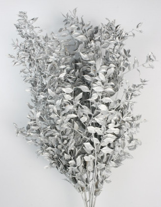 RUSCUS PRES. PLATEADO