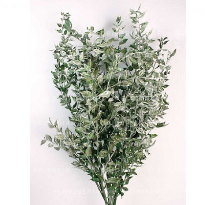 RUSCUS PRES. VERDE/PLATA