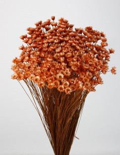 GLIXIA NARANJA