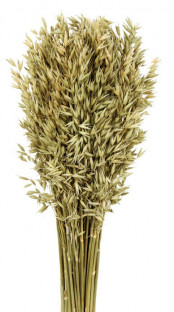 AVENA SATIVA TOSTADO