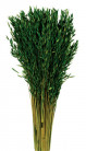 AVENA SATIVA VERDE ABETO