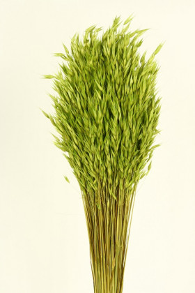 AVENA SATIVA VERDE CLARO