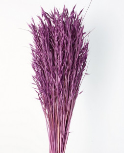 AVENA SATIVA LAVANDA