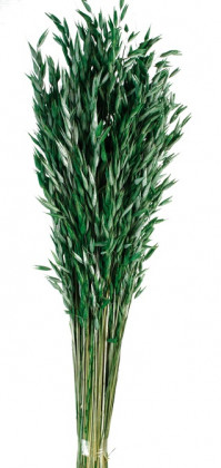 AVENA SATIVA VERDE MENTA