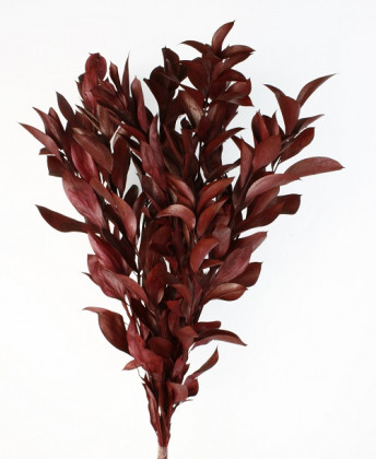 RUSCUS PRES GIGANTE BURDEOS.