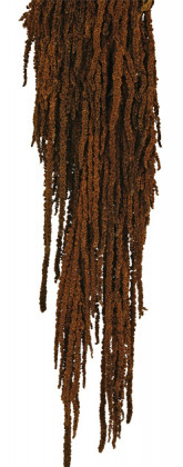 AMARANTHUS CAUDATUS PRES. MARRON