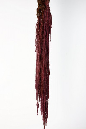 AMARANTHUS CAUDATUS PRES. LILA CIRUELA