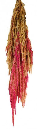 AMARANTHUS CAUDATUS PRES. BICOLOR ROSA