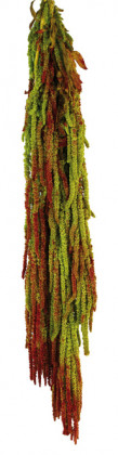 AMARANTHUS CAUDATUS PRES. BICOLOR VERDE