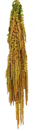 AMARANTHUS CAUDATUS PRES. BICOLOR NATURAL