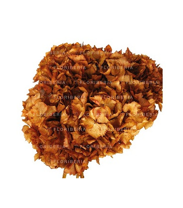 HYDRANGEA PRESERVADA TERRACOTA