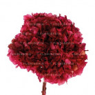 HYDRANGEA PRESERVADA CEREZA