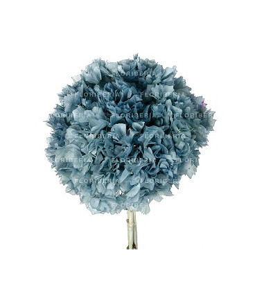 HYDRANGEA PRESERVADA AZUL MISTIC