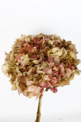 HYDRANGEA PRESERVADA BICOLOR ROSA
