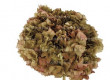 HYDRANGEA PRESERVADA BICOLOR NUDES