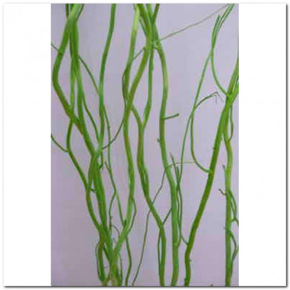 SALIX 120CM VERDE.