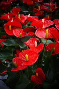 ANTHURIUM ARISTO Ø:14
