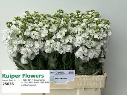 ALHELI BLANCO X5 TLLS.