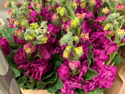 ALHELI FUCSIA X5 TLLS.