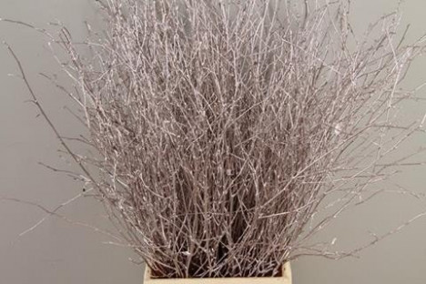 BETULA VRF 70CM X10T CHAMPAGNE.