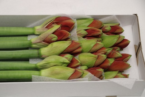 AMARYLLIS FERRARI 75CM 4F UNID ROJO