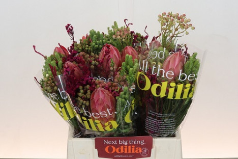 BOUQUET PROTEA SILVIA 40CM