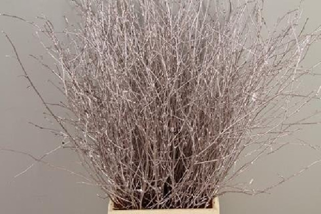 BETULA VRF 70CM X10T CHAMPAGNE.