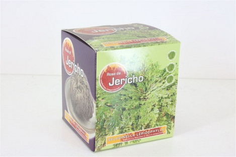 ROSA DE JERICO