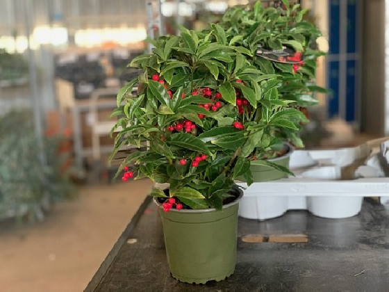 ARDISIA Ø:14-40CM
