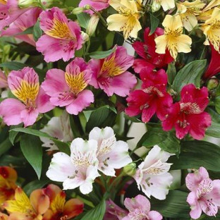 ALSTROMELIA VARIADA 50CM X10 TLLS