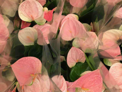 ANTHURIUM ROYAL PINK CHAMPION Ø:14