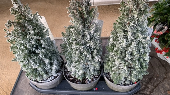 CHAMAECYPARIS Ø19-52CM