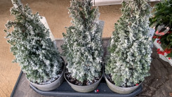 CHAMAECYPARIS Ø19-52CM