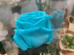 ROSA PRESERVADA BABY AZUL 25CM.
