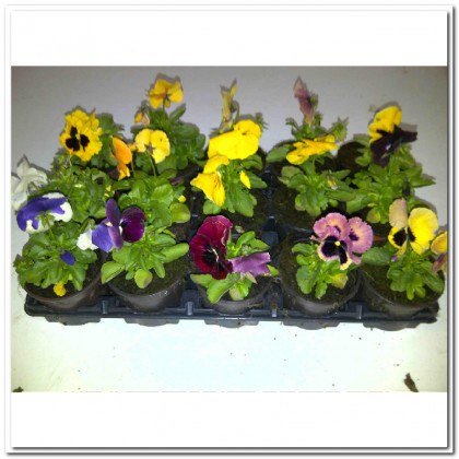 AMARANTHUS 45CM LILA