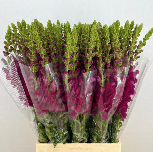ANTIRRHINUM FUCSIA 80CM X10TLLS