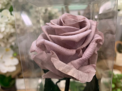 ROSA PRESERVADA CAFE LATTE 55CM.