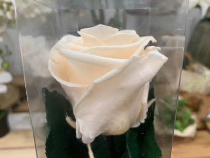 ROSA PRESERVADA BABY PEACH 55CM.