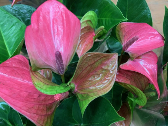 ANTHURIUM ROYAL PINK CHAMPION Ø:14