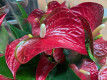 ANTHURIUM ARISTO Ø:14