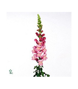 ANTIRRHINUM LAVENDER X10TLLS