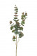 EUCALIPTUS 98CM VERT/ROJO