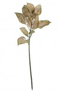 HYPOESTES 57CM VD/ROSA