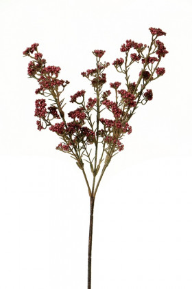 TRACHELIUM 40CM BURDEOS