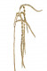 AMARANTHUS 120CM NATURAL