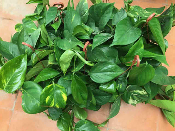 POTHOS COLGAR Ø:15