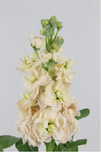 ALHELI SALMON X5 TLLS