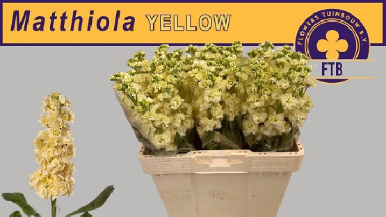 ALHELI CREMA X5 TLLS.