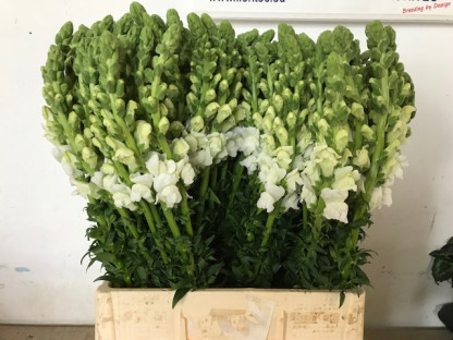 ANTHIRRINUM BLANCO X 10 BLANCO